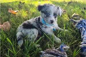 Issac - Miniature Australian Shepherd for sale
