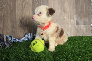 Bart - Miniature Australian Shepherd for sale