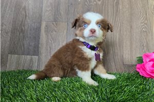 Genie - Miniature Australian Shepherd for sale
