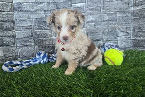 Konner - Miniature Australian Shepherd for sale