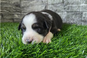 Goldie - Miniature Australian Shepherd for sale