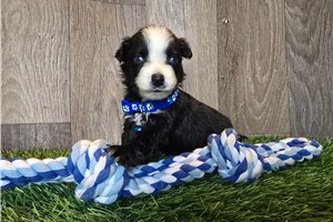Kaleb - Miniature Australian Shepherd for sale