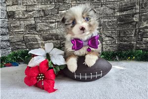 Amber - Miniature Australian Shepherd for sale
