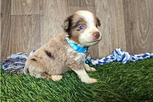 Kassius - Miniature Australian Shepherd for sale