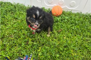 Carver - Miniature Australian Shepherd for sale