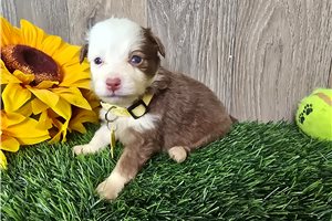 Bessie - Miniature Australian Shepherd for sale