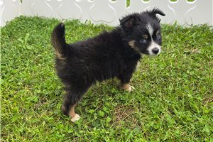 Cory - Miniature Australian Shepherd for sale