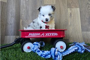 Heath - Miniature Australian Shepherd for sale