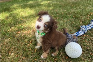 Chief - Miniature Australian Shepherd for sale