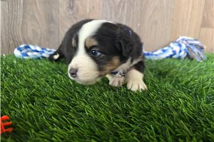 Brandon - Miniature Australian Shepherd for sale