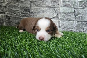 Genie - puppy for sale