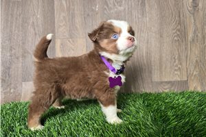 Genie - Miniature Australian Shepherd for sale