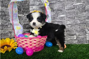 Catelyn - Miniature Australian Shepherd for sale