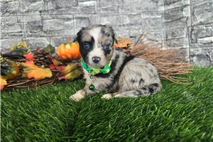 Indiana - Miniature Australian Shepherd for sale