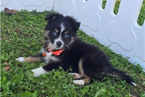 Cory - Miniature Australian Shepherd for sale