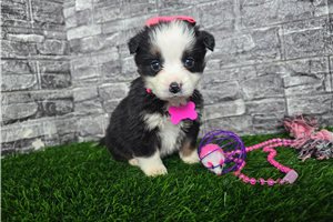 Catelyn - Miniature Australian Shepherd for sale