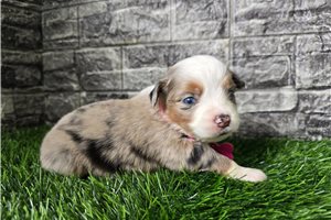 Gretal - Miniature Australian Shepherd for sale