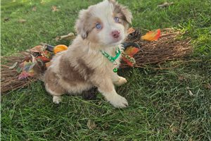 Barry - Miniature Australian Shepherd for sale