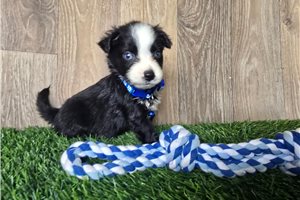 Kaleb - Miniature Australian Shepherd for sale