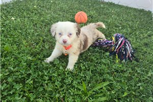 Bart - Miniature Australian Shepherd for sale