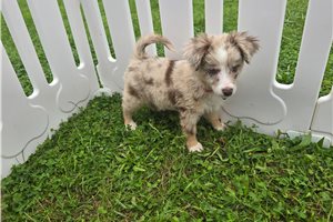 Konner - Miniature Australian Shepherd for sale