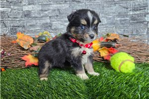 Carver - Miniature Australian Shepherd for sale