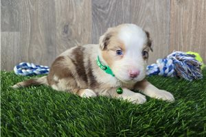 Barry - Miniature Australian Shepherd for sale