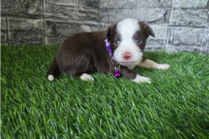 Harriet - Miniature Australian Shepherd for sale