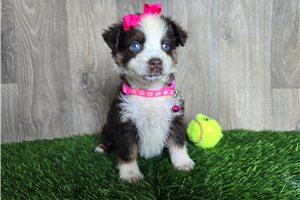 Kaitlin - Miniature Australian Shepherd for sale