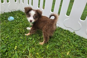 Chief - Miniature Australian Shepherd for sale