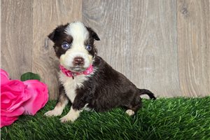 Kaitlin - Miniature Australian Shepherd for sale