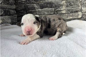 Ciara - puppy for sale