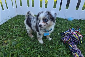 Issac - Miniature Australian Shepherd for sale