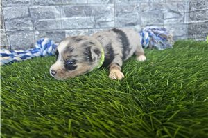 Indiana - Miniature Australian Shepherd for sale