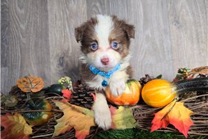 Draco - Miniature Australian Shepherd for sale