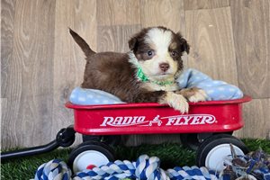 Chief - Miniature Australian Shepherd for sale
