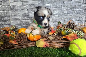 Indiana - Miniature Australian Shepherd for sale