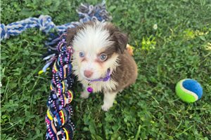 Bella - Miniature Australian Shepherd for sale