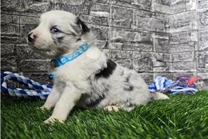 Heath - Miniature Australian Shepherd for sale