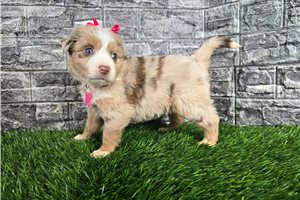 Gianna - Miniature Australian Shepherd for sale