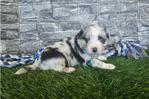 Issac - Miniature Australian Shepherd for sale