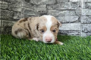 Gianna - puppy for sale