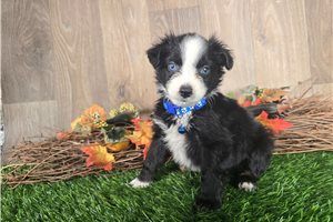 Kaleb - Miniature Australian Shepherd for sale