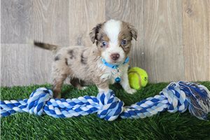 Kassius - Miniature Australian Shepherd for sale