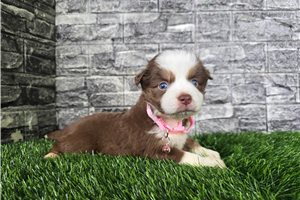 Genie - Miniature Australian Shepherd for sale