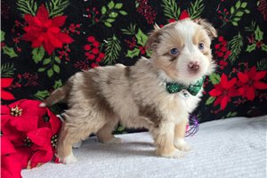 Annabella - puppy for sale
