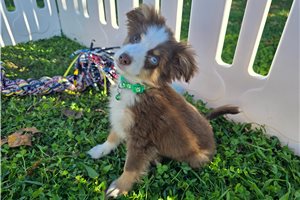 Chief - Miniature Australian Shepherd for sale