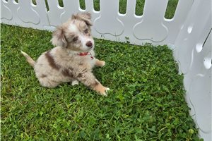 Konner - Miniature Australian Shepherd for sale
