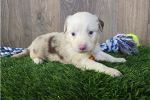 Bart - Miniature Australian Shepherd for sale
