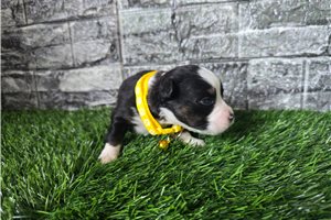 Georgia - Miniature Australian Shepherd for sale